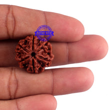 Load image into Gallery viewer, 6 Mukhi Rudraksha from Nepal - Bead No. 45