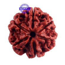 Load image into Gallery viewer, 6 Mukhi Rudraksha from Nepal - Bead No. 45
