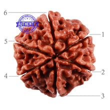 Load image into Gallery viewer, 6 Mukhi Rudraksha from Nepal - Bead No. 5