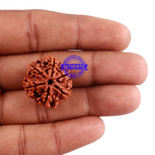 Load image into Gallery viewer, 6 Mukhi Rudraksha from Nepal - Bead No. 6