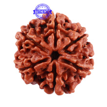 Load image into Gallery viewer, 6 Mukhi Rudraksha from Nepal - Bead No. 6