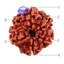 Load image into Gallery viewer, 6 Mukhi Rudraksha from Nepal - Bead No. 6