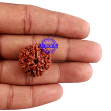 Load image into Gallery viewer, 6 Mukhi Rudraksha from Nepal - Bead No. 7