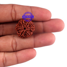 Load image into Gallery viewer, 6 Mukhi Rudraksha from Nepal - Bead No. 47