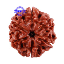 Load image into Gallery viewer, 6 Mukhi Rudraksha from Nepal - Bead No. 7