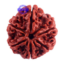 Load image into Gallery viewer, 6 Mukhi Rudraksha from Nepal - Bead No. 47
