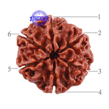 Load image into Gallery viewer, 6 Mukhi Rudraksha from Nepal - Bead No. 7