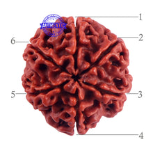 Load image into Gallery viewer, 6 Mukhi Rudraksha from Nepal - Bead No. 47