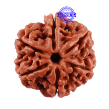Load image into Gallery viewer, 6 Mukhi Rudraksha from Nepal - Bead No. 8