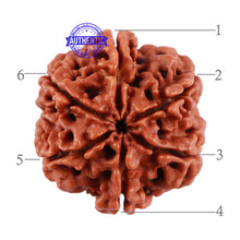 Load image into Gallery viewer, 6 Mukhi Rudraksha from Nepal - Bead No. 8
