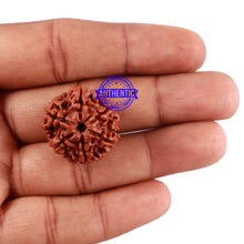 Load image into Gallery viewer, 6 Mukhi Rudraksha from Nepal - Bead No. 9