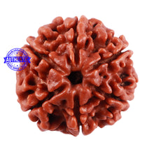 Load image into Gallery viewer, 6 Mukhi Rudraksha from Nepal - Bead No. 9