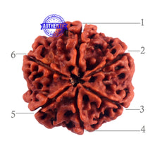 Load image into Gallery viewer, 6 Mukhi Rudraksha from Nepal - Bead No. 49