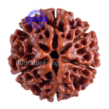 Load image into Gallery viewer, 6 Mukhi Hybrid Rudraksha - Bead No. 10