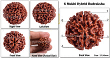 Load image into Gallery viewer, 6 Mukhi Hybrid Rudraksha - Bead No. 10