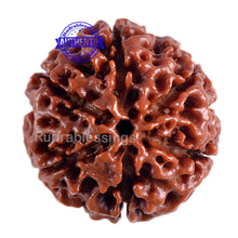 Load image into Gallery viewer, 6 Mukhi Hybrid Rudraksha - Bead No. 11