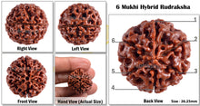 Load image into Gallery viewer, 6 Mukhi Hybrid Rudraksha - Bead No. 11