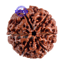 Load image into Gallery viewer, 6 Mukhi Hybrid Rudraksha - Bead No. 12
