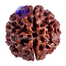 Load image into Gallery viewer, 6 Mukhi Hybrid Rudraksha - Bead No. 13