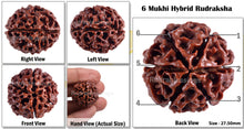 Load image into Gallery viewer, 6 Mukhi Hybrid Rudraksha - Bead No. 13