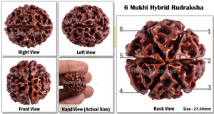 6 Mukhi Hybrid Rudraksha - Bead No. 13