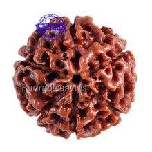 Load image into Gallery viewer, 6 Mukhi Hybrid Rudraksha - Bead No. 14