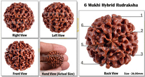 6 Mukhi Hybrid Rudraksha - Bead No. 14