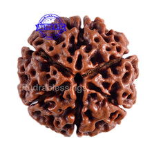 Load image into Gallery viewer, 6 Mukhi Hybrid Rudraksha - Bead No. 16