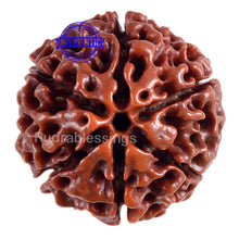 Load image into Gallery viewer, 6 Mukhi Hybrid Rudraksha - Bead No. 17