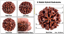 Load image into Gallery viewer, 6 Mukhi Hybrid Rudraksha - Bead No. 17