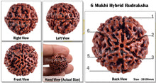 Load image into Gallery viewer, 6 Mukhi Hybrid Rudraksha - Bead No. 18