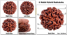 Load image into Gallery viewer, 6 Mukhi Hybrid Rudraksha - Bead No. 19