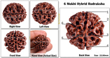Load image into Gallery viewer, 6 Mukhi Hybrid Rudraksha - Bead No. 1