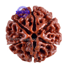 Load image into Gallery viewer, 6 Mukhi Hybrid Rudraksha - Bead No. 20