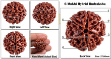 Load image into Gallery viewer, 6 Mukhi Hybrid Rudraksha - Bead No. 20