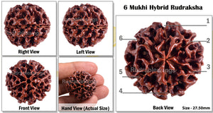 6 Mukhi Hybrid Rudraksha - Bead No. 21