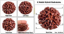 Load image into Gallery viewer, 6 Mukhi Hybrid Rudraksha - Bead No. 22