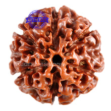 Load image into Gallery viewer, 6 Mukhi Hybrid Rudraksha - Bead No. 23