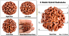 Load image into Gallery viewer, 6 Mukhi Hybrid Rudraksha - Bead No. 23