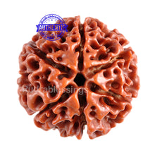 Load image into Gallery viewer, 6 Mukhi Hybrid Rudraksha - Bead No. 24