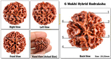 Load image into Gallery viewer, 6 Mukhi Hybrid Rudraksha - Bead No. 24