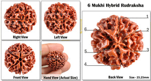 6 Mukhi Hybrid Rudraksha - Bead No. 24