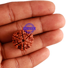 Load image into Gallery viewer, 6 Mukhi Rudraksha from Nepal - Bead No. 257