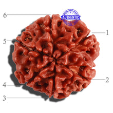 Load image into Gallery viewer, 6 Mukhi Rudraksha from Nepal - Bead No. 259