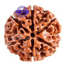 Load image into Gallery viewer, 6 Mukhi Hybrid Rudraksha - Bead No. 25