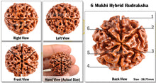 Load image into Gallery viewer, 6 Mukhi Hybrid Rudraksha - Bead No. 25