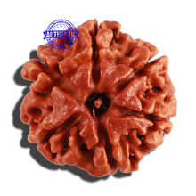 Load image into Gallery viewer, 6 Mukhi Rudraksha from Nepal - Bead No. 260