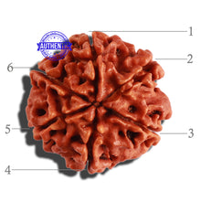 Load image into Gallery viewer, 6 Mukhi Rudraksha from Nepal - Bead No. 260