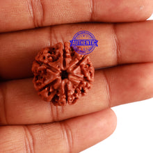 Load image into Gallery viewer, 6 Mukhi Rudraksha from Nepal - Bead No. 261