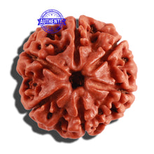Load image into Gallery viewer, 6 Mukhi Rudraksha from Nepal - Bead No. 261